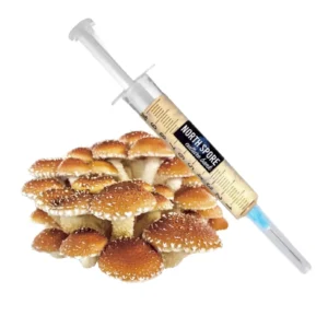 Buy Mushroom Liquid Culture | 10ml Gourmet Online – Fast Colonization, Lab-Tested