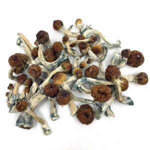 Buy Penis Envy Magic Mushrooms Online – Potent Psilocybin