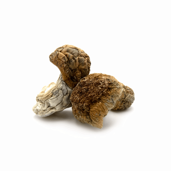 Buy Malabar Magic Mushrooms Online – Psilocybe Cubensis
