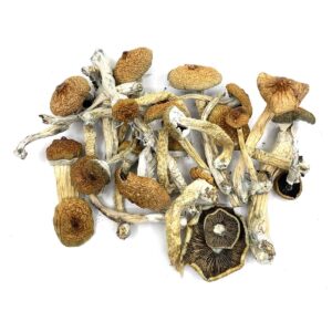 Buy Wavy Z Caps 28g Magic Mushrooms Online