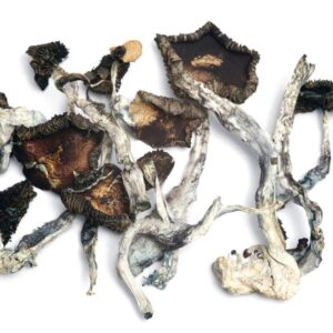 Buy Psilocybe Mushrooms Cubensis Online