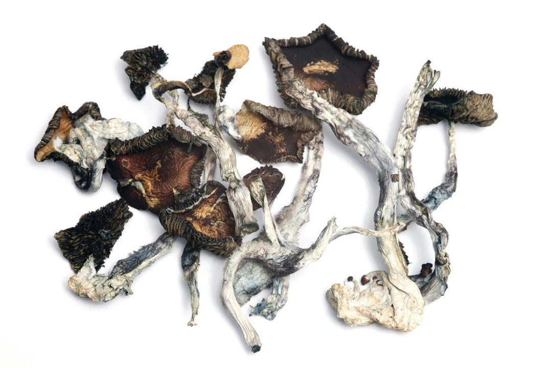 Buy Psilocybe Mushrooms Cubensis Online