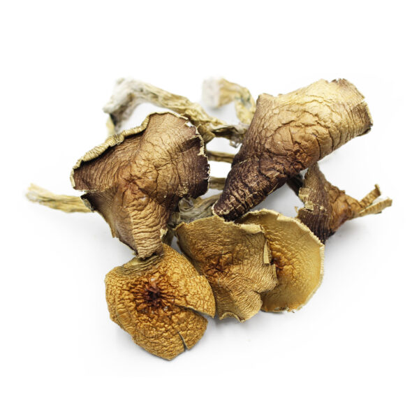 Buy Albino A+ Magic Mushrooms Online