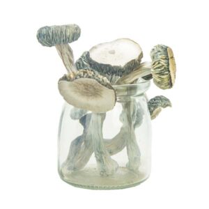 Buy White Rabbit Magic Mushrooms Online